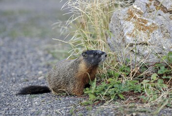 Yellow-bellied Marmot (Marmota flaviventris), Yellowstone National Park, Wyoming, United States of America, USA, North America