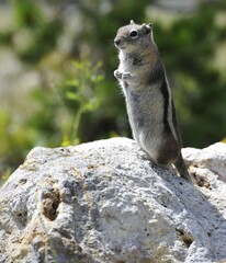 Golden-mantled Ground Squirrel (Spermophilus lateralis), Yellowstone National Park, Wyoming, United States of America, USA, North America
