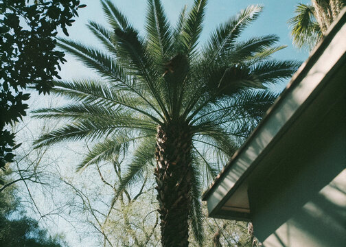 A tall palm tree stands against a clear, vibrant blue sky, banner and wall art poster and photo nature