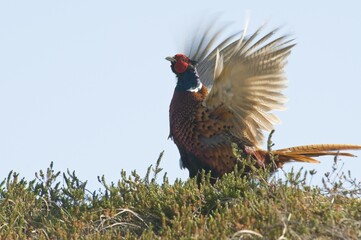 Common Pheasant (Phasianus colchicus), calling, Island of Spiekeroog, East Frisian Islands, Germany, Europe