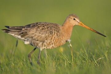 Black-tailed Godwit (Limosa limosa), Emsland region, Germany, Europe