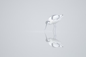 Pied Avocet (Recurvirostra avosetta), fog, Island of Texel, Holland, The Netherlands, Europe