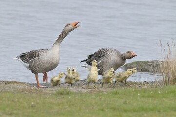 Greylag Goose (Anser anser), Island of Texel, Holland, The Netherlands, Europe