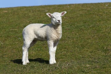Lamb, Domestic Sheep (Ovis ammon f. Aries) on a dyke, Schleswig-Holstein, Germany, Europe