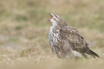 Buzzard (Buteo buteo)