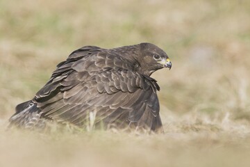 Buzzard (Buteo buteo)