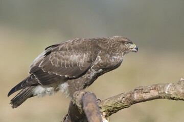 Buzzard (Buteo buteo)