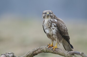 Buzzard (Buteo buteo)