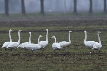 Whooper swans (Cygnus cygnus)