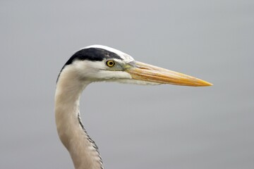 Head of a gray heron Ardea cinerea