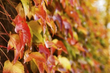 Maple leaves autumn