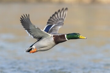 Mallard (Anas platyrhynchos), in flight above water surface, Hesse, Germany, Europe