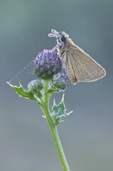 Small Skipper (Thymelicus sylvestris), Haren, Emsland region, Lower Saxony, Germany, Europe