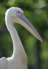 Great White Pelican (Pelecanus onocrotalus), portrait