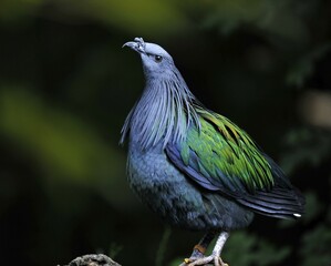 Palawan Peacock-pheasant (Polyplectron napoleonis), female, Island of Palawan, Borneo