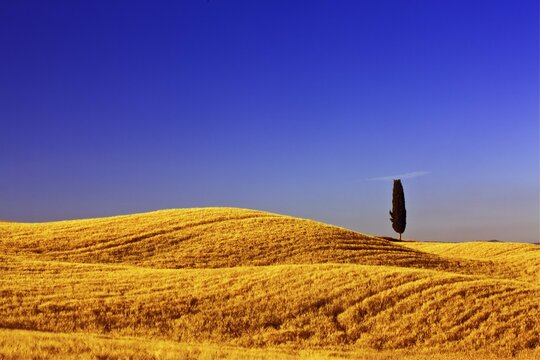Solitary Cypress (Cupressus) in corn field near Terrapille, Pienza, Tuscany, Italy, Europe