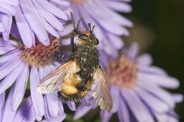 Tachinid fly (Tachina magnicornis), feeding on Autumn aster (Aster sp.), Untergroeningen, Baden-Wuerttemberg, Germany, Europe
