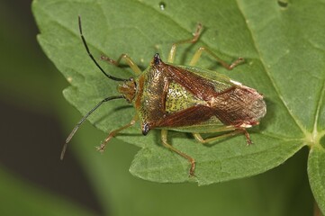 Hawthorn shield bug (Acanthosoma haemorrhoidale), Untergroeningen, Baden-Wuerttemberg, Germany,...