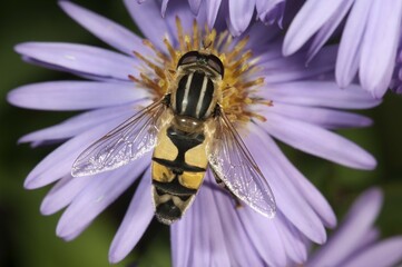 European hoverfly (Helophilus trivittatus), feeding on Autumn aster (Aster sp.), Untergroeningen,...
