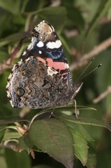 Red Admiral (Vanessa atalanta), wing underside, Untergroeningen, Baden-Wuerttemberg, Germany, Europe