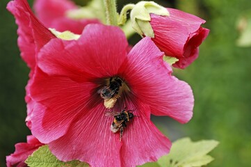 Two Bumblebees (Bombus) covered in pollen on a Hollyhook (Alcea rosea)