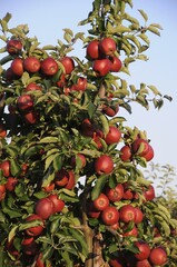 Red apples (Malus domestica) growing in an apple orchard, Altes Land region, Germany, Europe