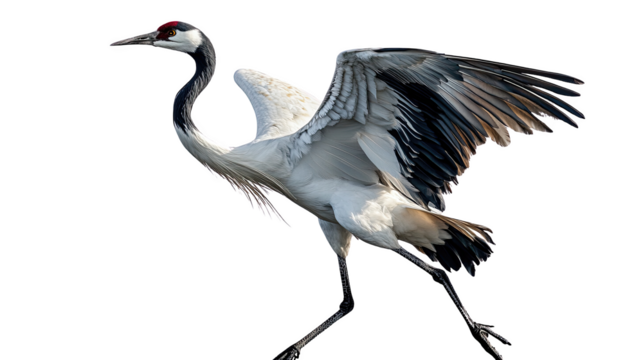 Elegant crane in motion, displaying its majestic wingspan against a white isolated background.