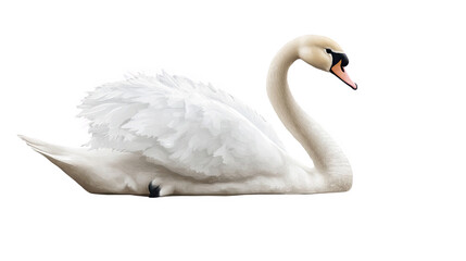 Obraz premium Elegant swan gracefully swimming on tranquil water, showcasing stunning plumage.