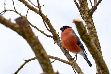 male bullfinch, Pyrrhula Pyrrhula, sitting on a branch