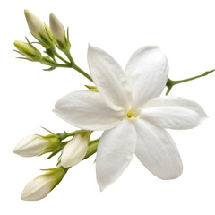 Fototapeta premium Jasmine flower isolated on transparent background