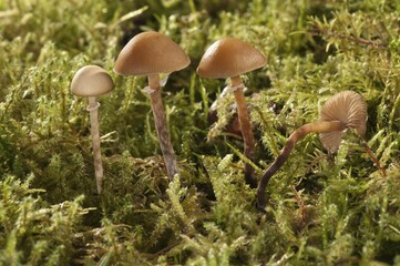 Fototapeta premium Conocybe teneroides mushrooms, Untergroeningen, Baden-Wuerttemberg, Germany, Europe