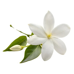 Fototapeta premium Jasmine flower isolated on transparent background