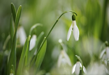 Snowdrops (Galanthus nivalis), Stuttgart, Baden-Wuerttemberg, Germany, Europe, PublicGround, Europe
