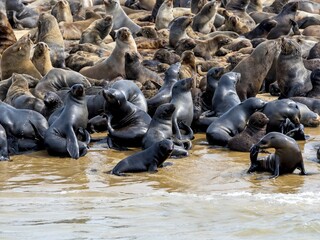 Fototapeta premium Brown fur seals (Arctocephalus pusillus), colony on sandbank, Walvis Bay City, Erongo Region, Namibia, Africa
