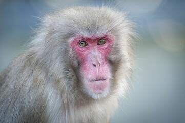 Red-faced Macaque (Macaca fuscata), portrait, captive