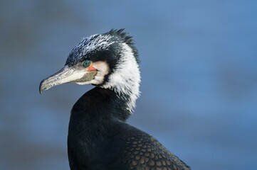 Cormorant (Phalacrocorax carbo), portrait, captive