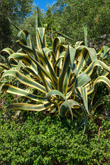 Hundertjährige Agave, Agave americana