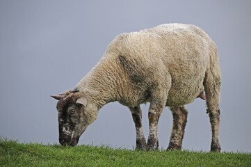 Sheep on the dyke of the Elbe river at Kollmar, Schleswig-Holstein, Germany, Europe