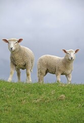 Lambs on the dyke of the Elbe river at Kollmar, Schleswig-Holstein, Germany, Europe