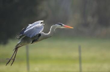 Grey Heron (Ardea cinerea) in flight, Stuttgart, Baden-Wuerttemberg, Germany, Europe