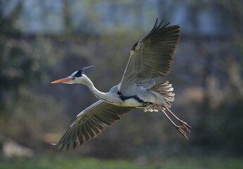 Grey Heron (Ardea cinerea) in flight, Stuttgart, Baden-Wuerttemberg, Germany, Europe