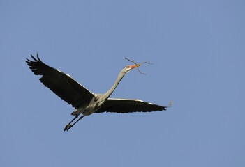 Grey Heron (Ardea cinerea) in flight with nesting material, Stuttgart, Baden-Wuerttemberg, Germany, Europe