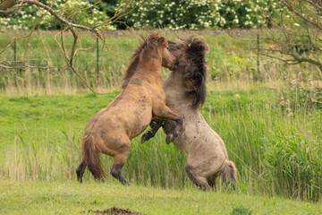 wild konik horses fighting in Netherlands nature reserve © andrewbalcombe