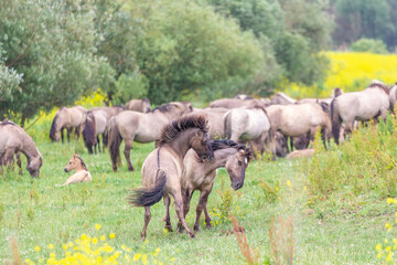wild konik horses fighting in Netherlands Oostvaardersplassen nature reserve © andrewbalcombe