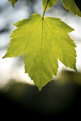 Maple leaf, backlit, sycamore maple (Acer pseudoplatanus), Schloss Solitude castle, Stuttgart-West, Stuttgart, Baden-Wuerttemberg, Germany, Europe
