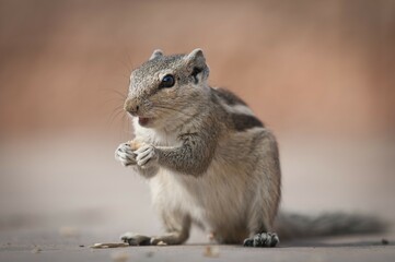 Siberian or Common Chipmunk (Tamias sibiricus), Gwalior, Madhya Pradesh, India, Asia