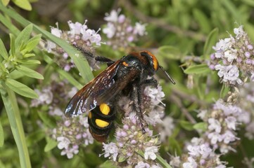 Mammoth wasp (Megascolia maculata flavifrons) searching for nectar on a thyme bush, near Lake...