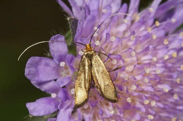 Brassy long-horn (Nemophora metallica), female looking for nectar, Untergroeningen,...
