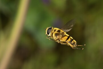 Hoverfly (Myathropa florea), female, Untergroeningen, Baden-Wuerttemberg, Germany, Europe