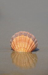 Scallop shell (Lyropecten subnodosus), on the beach, Crete, Greece, Europe